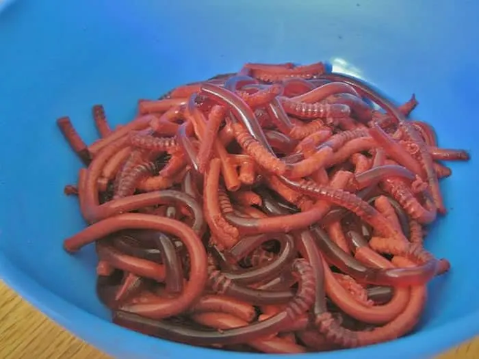 Jello Worms